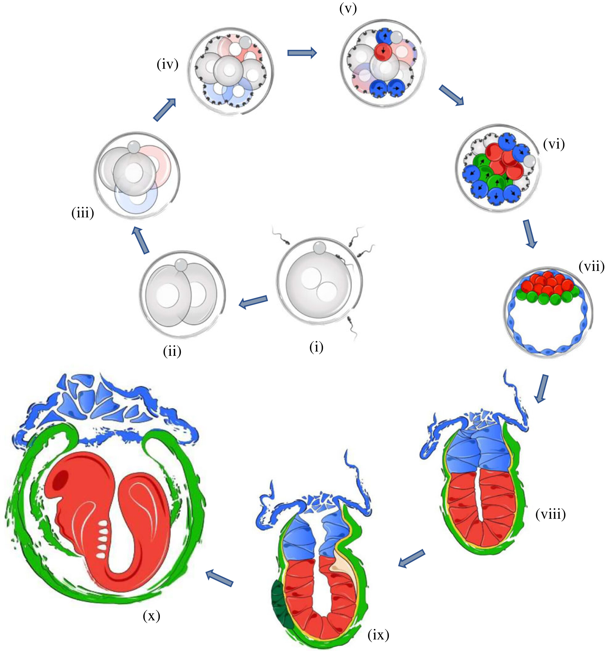 Behind the developing brains and beating hearts of stem cell-derived embryo models