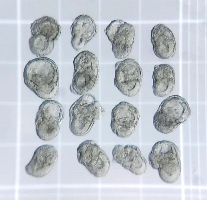 Generation of Stem Cell-Based Mouse Embryo-Like Structures