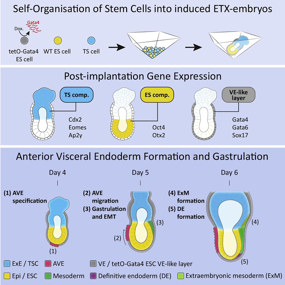 Inducible Stem-Cell-Derived Embryos Capture Mouse Morphogenetic Events In Vitro