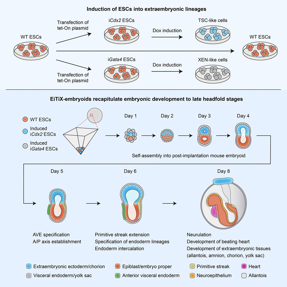 Mouse embryo model derived exclusively from embryonic stem cells undergoes neurulation and heart development