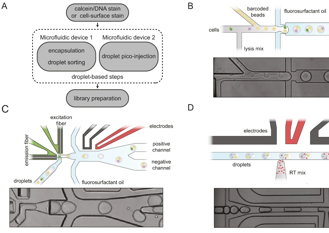 spinDrop: a droplet microfluidic platform to maximise single-cell sequencing information content